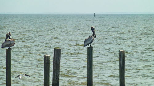 Seagulls perching on wooden post