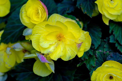 Close-up of yellow flower blooming outdoors