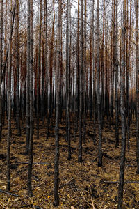 Bare trees in forest