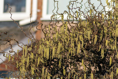 Close-up of plants against sky