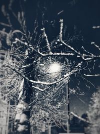 Close-up of frozen spider web on tree during winter