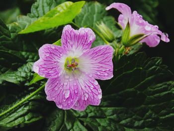 Close-up of pink flower blooming outdoors