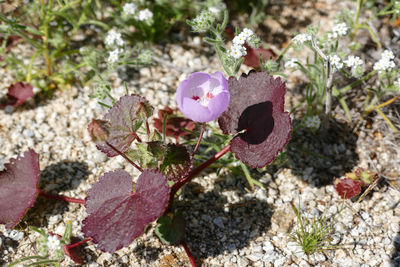 Close-up of pink flowers on field