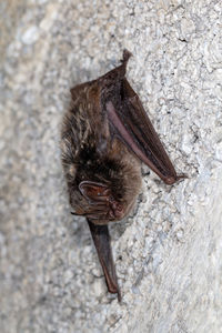 European bat western barbastelle barbastella barbastellus wintering in a cave