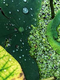 High angle view of raindrops on leaves
