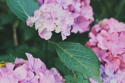 Close-up of pink hydrangea blooming outdoors