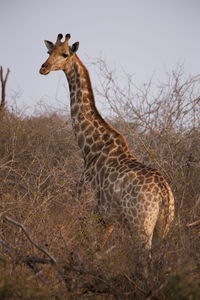 Giraffe standing on land