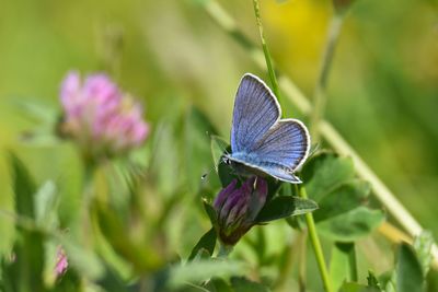 Close-up of butterfly pollinating on flower