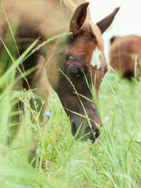 Close-up ofhorse on grass