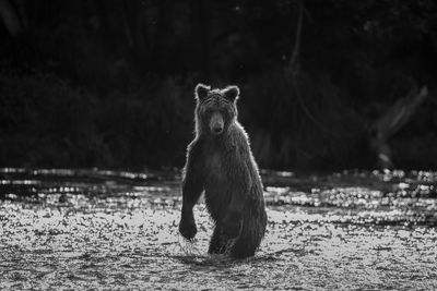 Brown bear in lake