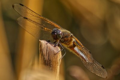 Close-up of dragonfly on wood