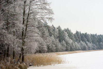 Trees on snow covered landscape against clear sky