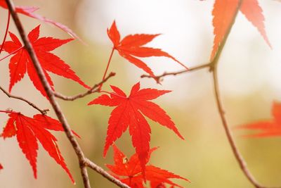 Close-up of red maple leaves