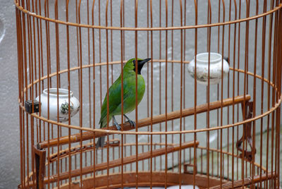 The hong kong bird market in yuen po bird garden on kowloon