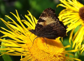 Close-up of butterfly pollinating on yellow flower