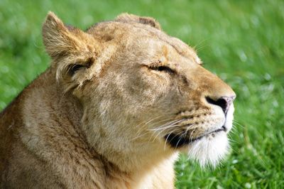 Close-up of lion