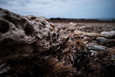 Close-up of dry leaves on land