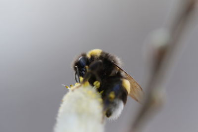 Close-up of honey bee on yellow flower