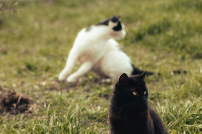 Cat sitting on a field