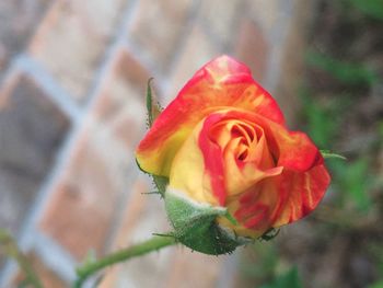 Close-up of rose blooming outdoors