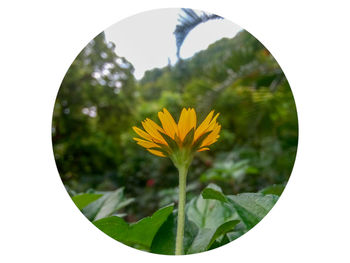 Close-up of sunflower blooming outdoors