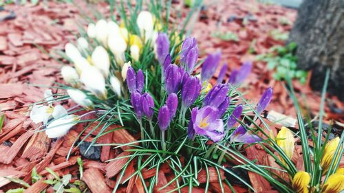 Close-up of purple flowers