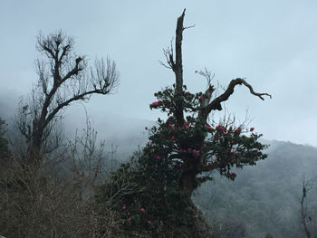 Bare tree against sky