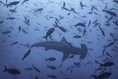 Low angle view of fishes swimming in sea