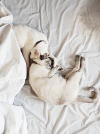 High angle view of dog sleeping on bed