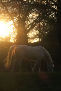 View of horse grazing in field