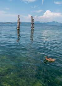 View of duck swimming in sea