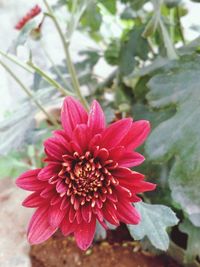 Close-up of red flower blooming outdoors