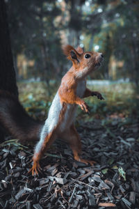 Close-up of squirrel standing on land