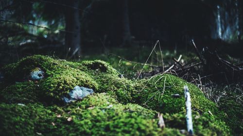 Close-up of lizard on moss covered land