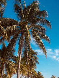 Low angle view of palm trees against blue sky