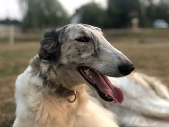 Close-up of a dog looking away