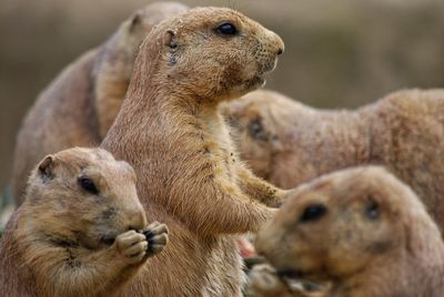 Close-up of prairiedogs 