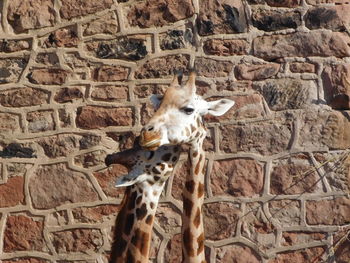 View of animal on wall