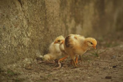 Close-up of baby chickens