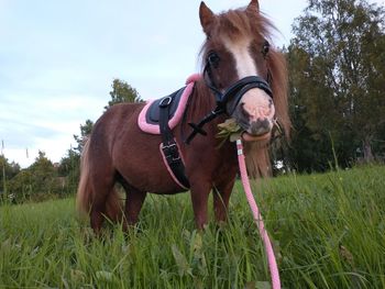 Portrait of horse on field