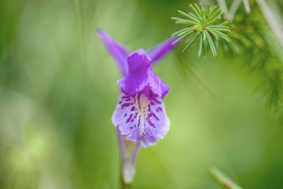 Close-up of purple flower