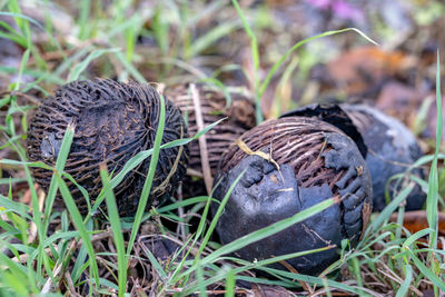 Close-up of a bird on land