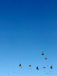 Low angle view of birds flying in the sky