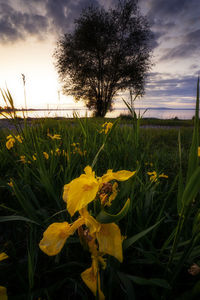 Close-up of yellow flowering plant on field