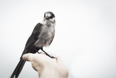 Close-up of hand holding bird