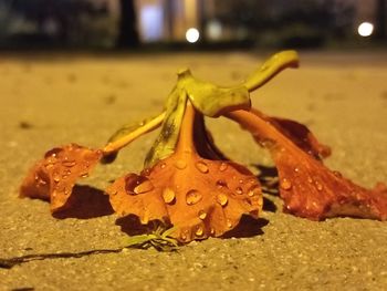 Close-up of insect on leaf at night