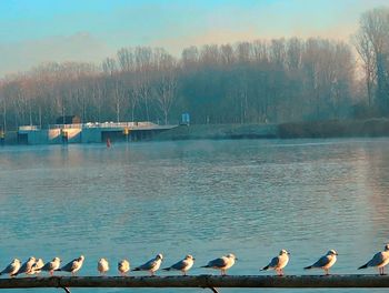 Birds in a lake