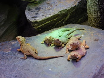 High angle view of frog on rock