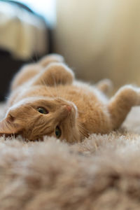 Close-up of cat lying on rug at home