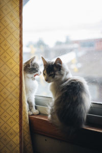 Cat sitting on window